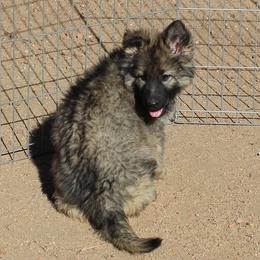Girl 4 Pink - Sable female German Shepherd puppy in Lake George, Colorado from High Country German Shepherds