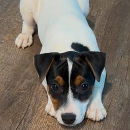 Chi Cha - Tri-color female Jack Russell Terrier puppy in Clarkesville, Georgia from Bagg End Jack Russell Terriers