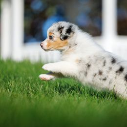 Australian Shepherd Puppies from Silverchip Aussies