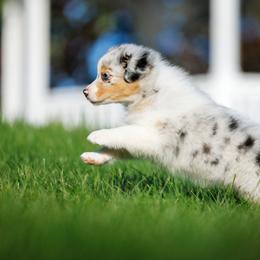 Australian Shepherd Puppies from Silverchip Aussies