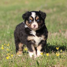 Miniature Australian Shepherd and Toy Australian Shepherd Puppies from Rocky Hill Aussies