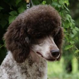Malta - Poodle