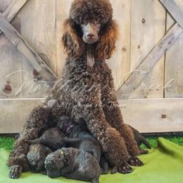 Poodle Puppies from Northern creek standard poodles