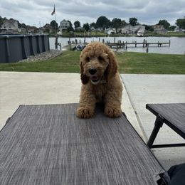 Bernedoodle Puppies from Rosie’s pups