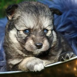 Blossom - Wolf sable female Pomsky puppy in Missouri from Husky Hill Kennel