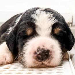 Dark Pink - Tri-color female Bernedoodle puppy in Marne, Michigan from MI Doodles