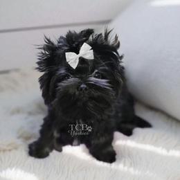 Rome - Yorkshire Terrier