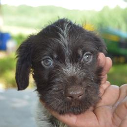Gendry - Liver and white male German Wirehaired Pointer puppy in Kentucky from Triple Springs Farm