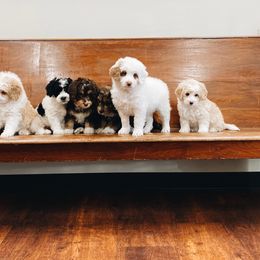 Bernedoodle and Bernese Mountain Dog Puppies from Bernedoodle.do