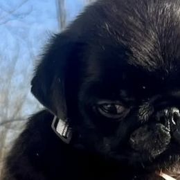 Pugs from Prices Pugs