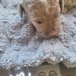 Sofie - Apricot female Poodle puppy in Lookout, California from Rossiter Poodles