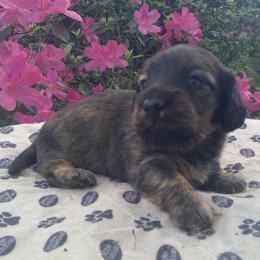 DB's Clarke Jig - Red male Dachshund puppy in Summerfield, Florida from D & B Ranchette