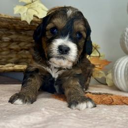 Girl 2 - Tri-color female Bernedoodle puppy in Russiaville, Indiana from Pleasant Creek Minibernedoodles