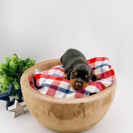 Cheyenne AKC - Black and tan female Dachshund puppy in Erick, Oklahoma from 4-L Backyard Dach