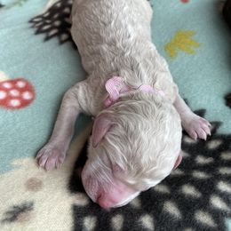 Girl 4 - Goldendoodle puppy in Beggs, Oklahoma from Meyers Doodles