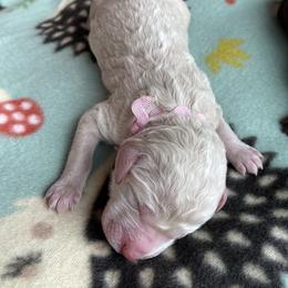 Girl 4 - Goldendoodle puppy in Beggs, Oklahoma from Meyers Doodles