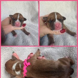 Cupid - Red female American Staffordshire Terrier puppy in Marietta, Georgia from Ambition Amstaffs