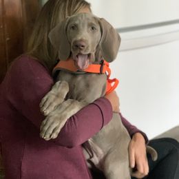 Weimaraner Puppies from Jennifer Anne's Weimaraners