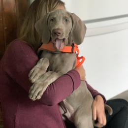 Weimaraner Puppies from Jennifer Anne's Weimaraners