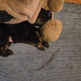 Boy 3 - Black and tan male German Shepherd puppy in Grimesland, North Carolina from Von Stancill German Shepherds