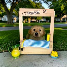 Emmie - Golden female Golden Retriever puppy in Salem, Virginia from Virginia Goldens