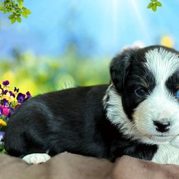 Miniature Australian Shepherd and Toy Australian Shepherd Puppies from Pawesome Lil Aussies