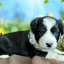 Miniature Australian Shepherd and Toy Australian Shepherd Puppies from Pawesome Lil Aussies