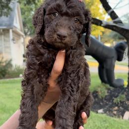 Labradoodle Puppies from Lovely Labradoodles