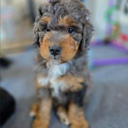 Arlo - Merle male Bernedoodle puppy in Mc Gaheysville, Virginia from Doting Doodles