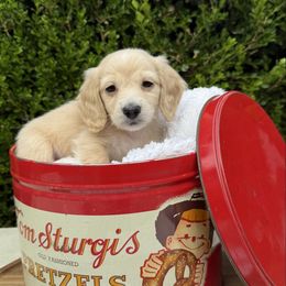 Thing - Cream male Dachshund puppy in Perryville, Maryland from Heavenly Heritage Dachshunds and Doods