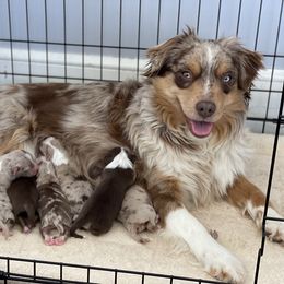 Australian Shepherd, Miniature American Shepherd, Miniature Australian Shepherd, and Toy Australian Shepherd Puppies from Painted Blue Aussies