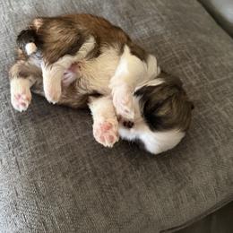 Shih Tzu Puppies from Niepoetter Shih Tzus