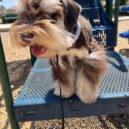 Snoop - Miniature Schnauzer