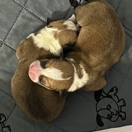 Pembroke Welsh Corgi Puppies from Wiggle Ranch Corgis