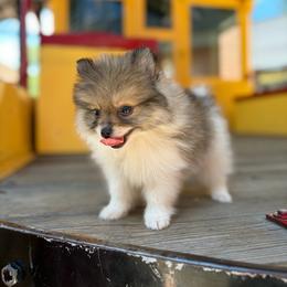 Chance - Cream parti male Pomeranian puppy in San Antonio, Texas from San Antonio Pomeranian