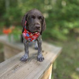 German Shorthaired Pointer Puppies from Bee Stepien