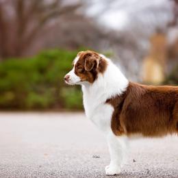 Australian Shepherds from Brush Creek Australian Shepards