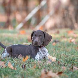 German Shorthaired Pointer and Vizsla Puppies from Nosam Kennels