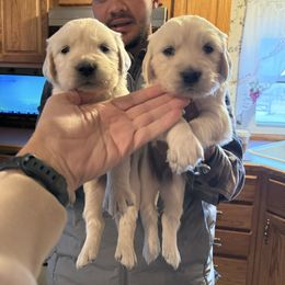 Bright Pink girl - Light golden female Golden Retriever puppy in Loveland, Colorado from Grateful Bernese & Gage's Goldens