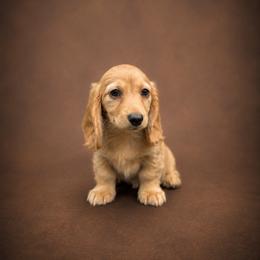 Bruno - Red male Dachshund puppy in Mountainburg, Arkansas from Charisma Dachshunds