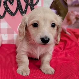 Dachshund Puppies from Goldie Girls Ranch Dachshunds