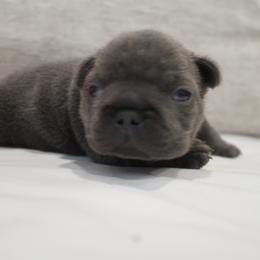 French Bulldog Puppies from Short Leg Frenchies