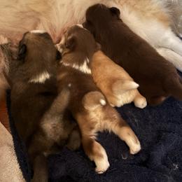 Pomsky puppies from Finger Lakes Pomskies