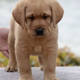 Labrador Retriever Puppies from Avery Labradors