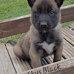 Skys Black - Mahogany male Belgian Malinois puppy in Berry, Alabama from North River k9