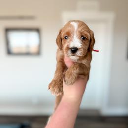 Bashful - Red Collar - Red  male Goldendoodle puppy in Billings, Montana from Montana Raised Doodles