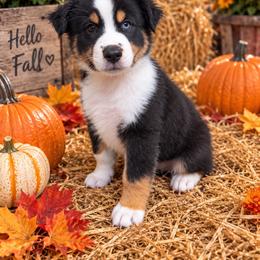 Outlaw - male Miniature Australian Shepherd puppy in Godley, Texas from Bradley Kennels