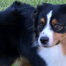 Australian Shepherds, Bull Terriers, and Rottweilers from Krafthaus Rottweilers