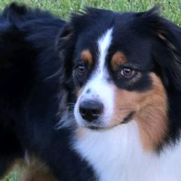 Australian Shepherds, Bull Terriers, and Rottweilers from Krafthaus Rottweilers