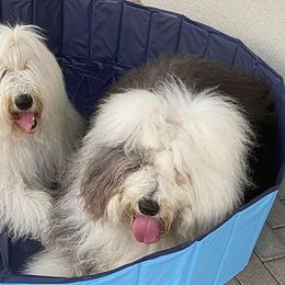 Old English Sheepdogs from Angela Biber's Old English Sheepdogs